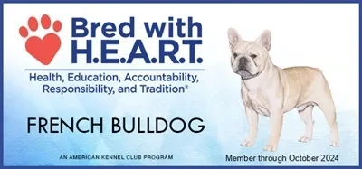 French Bulldog Bred with Heart 2024