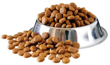 French Bulldogs eating kibble during their daily feeding routine at Must Be Frenchies