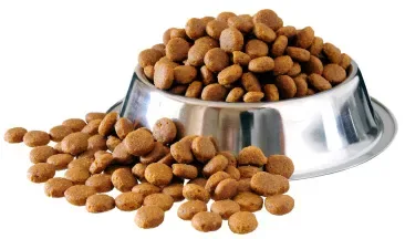 French Bulldogs eating kibble during their daily feeding routine at Must Be Frenchies