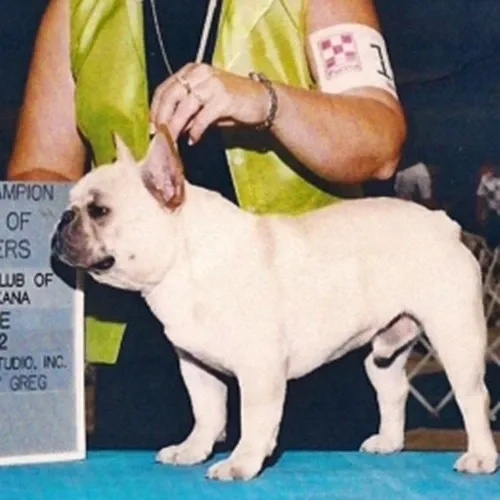 AKC Champion Daystar's Tom Sawyer, a cream French Bulldog standing in the show ring