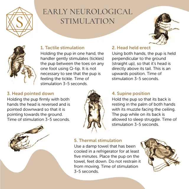 puppy development and socialization