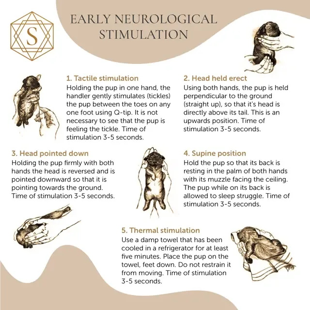 puppy development and socialization