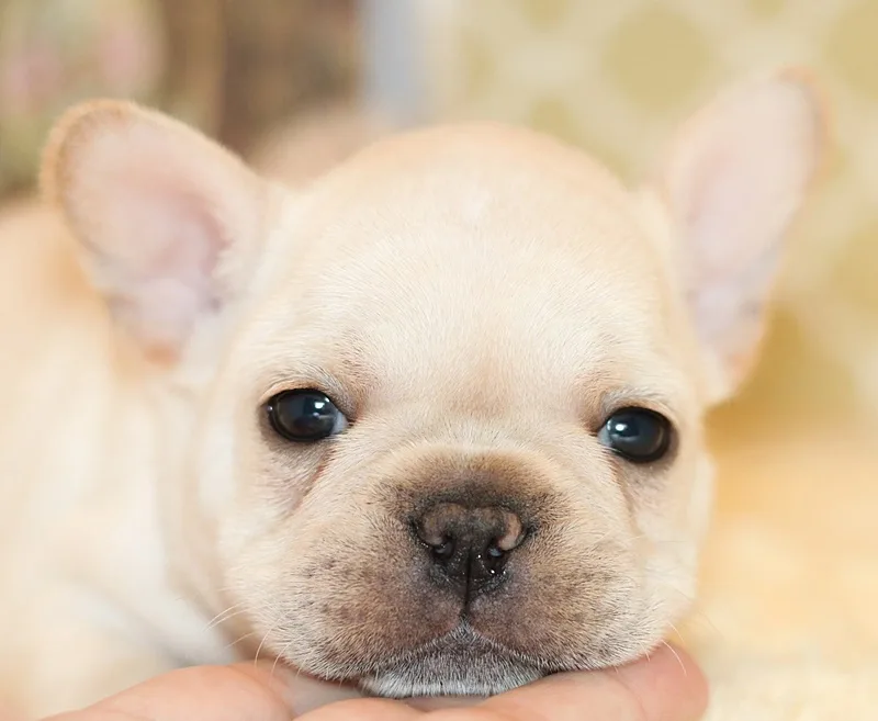 Darker cream French Bulldog puppy with dark eyes and nose pigment.