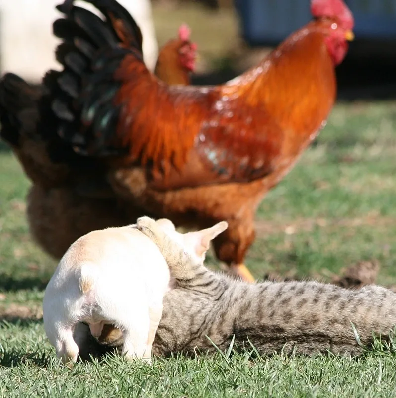 French Bulldog puppy exploring outside with chickens on our Missouri farm