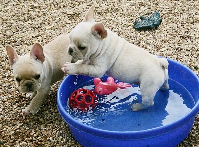 Two French Bulldog puppies playing in a small pool at Must Be Frenchies in Missouri.
