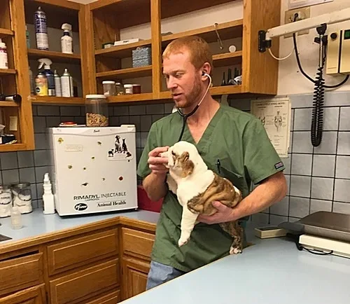 Veterinarian examining a Must Be Frenchies  French Bulldog during a health evaluation