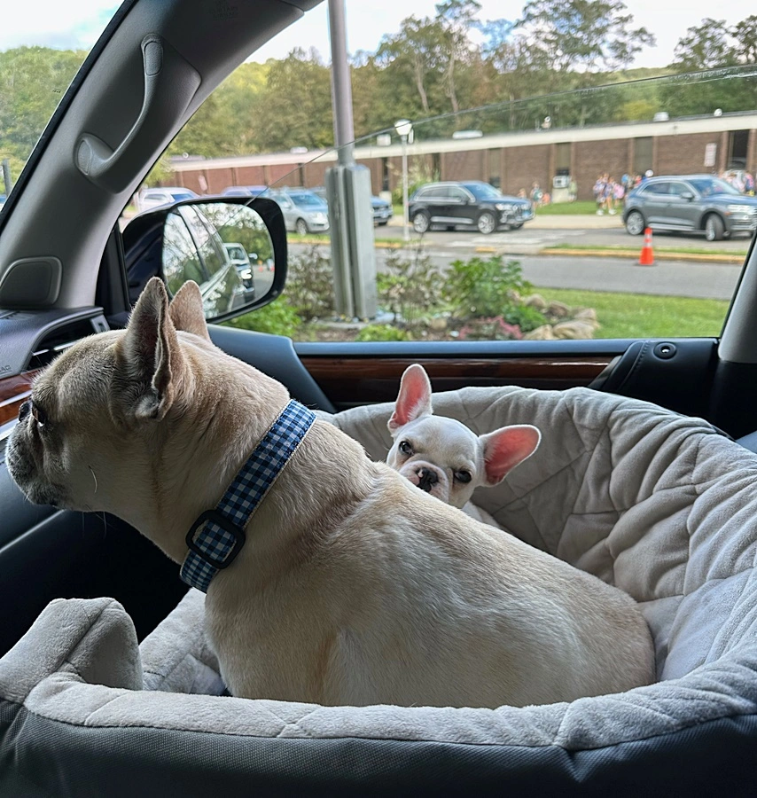 Two French Bulldogs traveling safely in a vehicle during puppy transportation