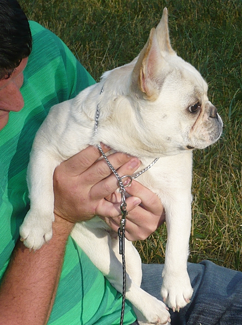 French Bulldog puppy being held outdoors