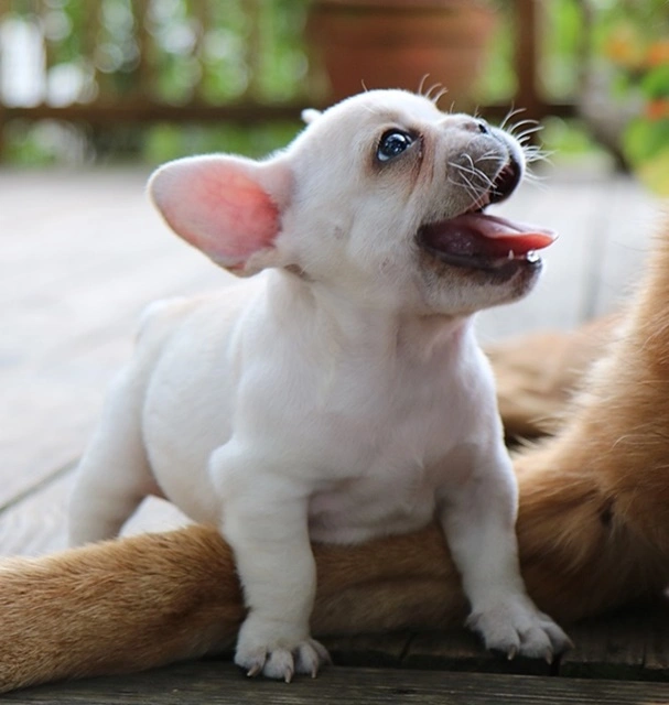 French Bulldog puppy standing on a deck and looking up