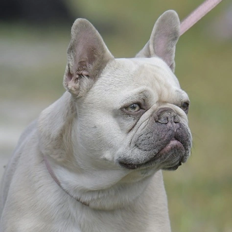 Cream French Bulldog with light eyes and lighter nose pigmentation.