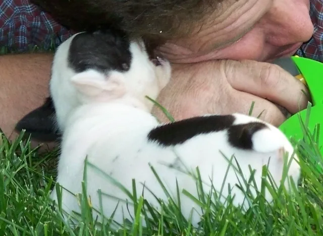Lonnie lying in the grass with two French Bulldog puppies at Must Be Frenchies in Missouri.