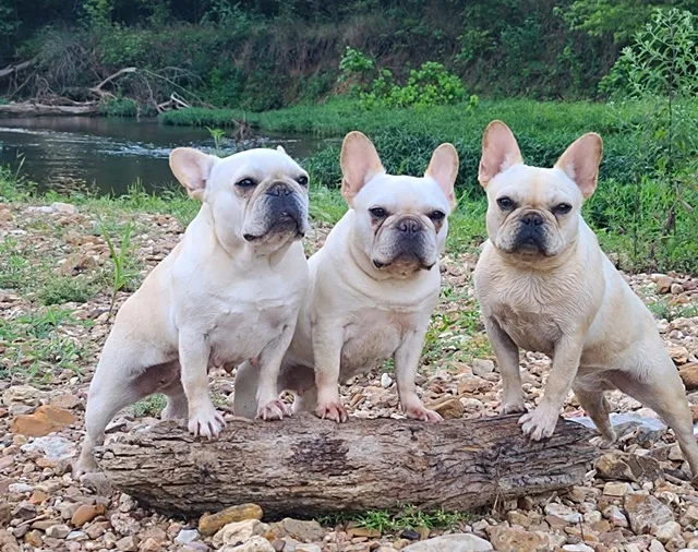 Three Must Be Frenchies French Bulldogs outdoors by the creek on our Missouri farm.