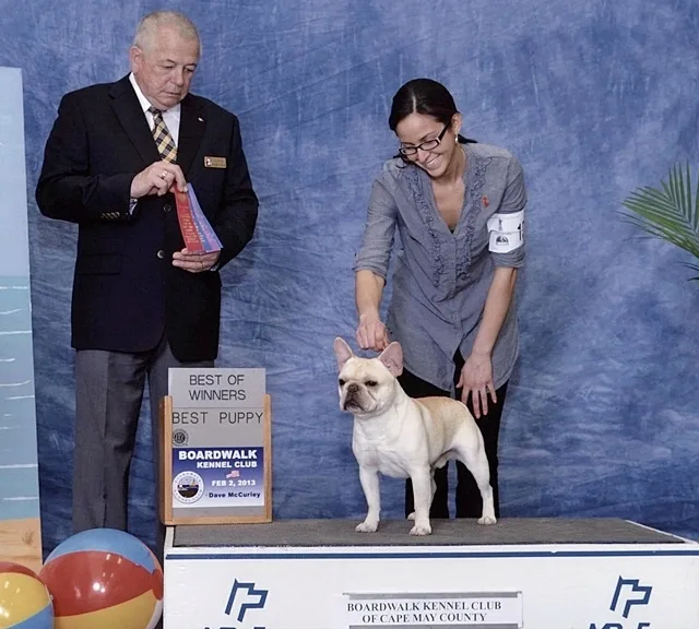Senor Arturo Torres, a French Bulldog bred by Must Be Frenchies, shown with his owner at a dog show