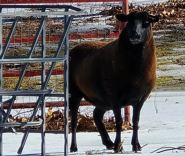 Sheep on our 40-acre Missouri farm where we raise our French Bulldogs