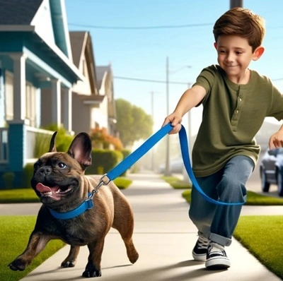 French Bulldog puppy learning leash training and basic obedience